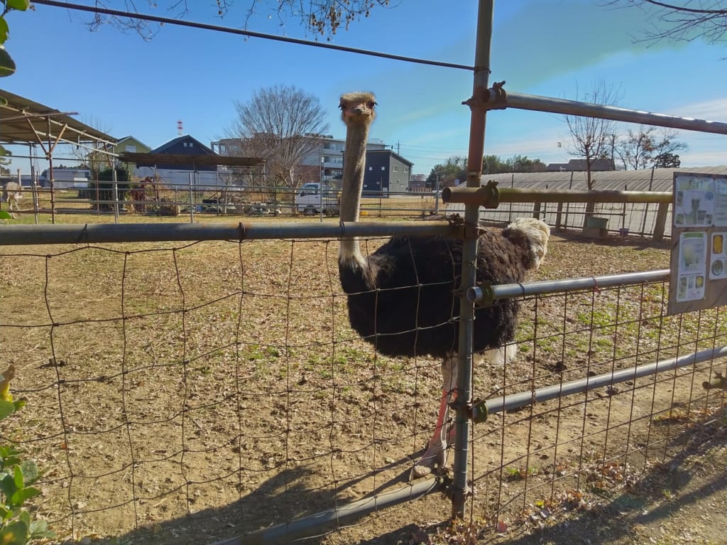 新井牧場のダチョウ