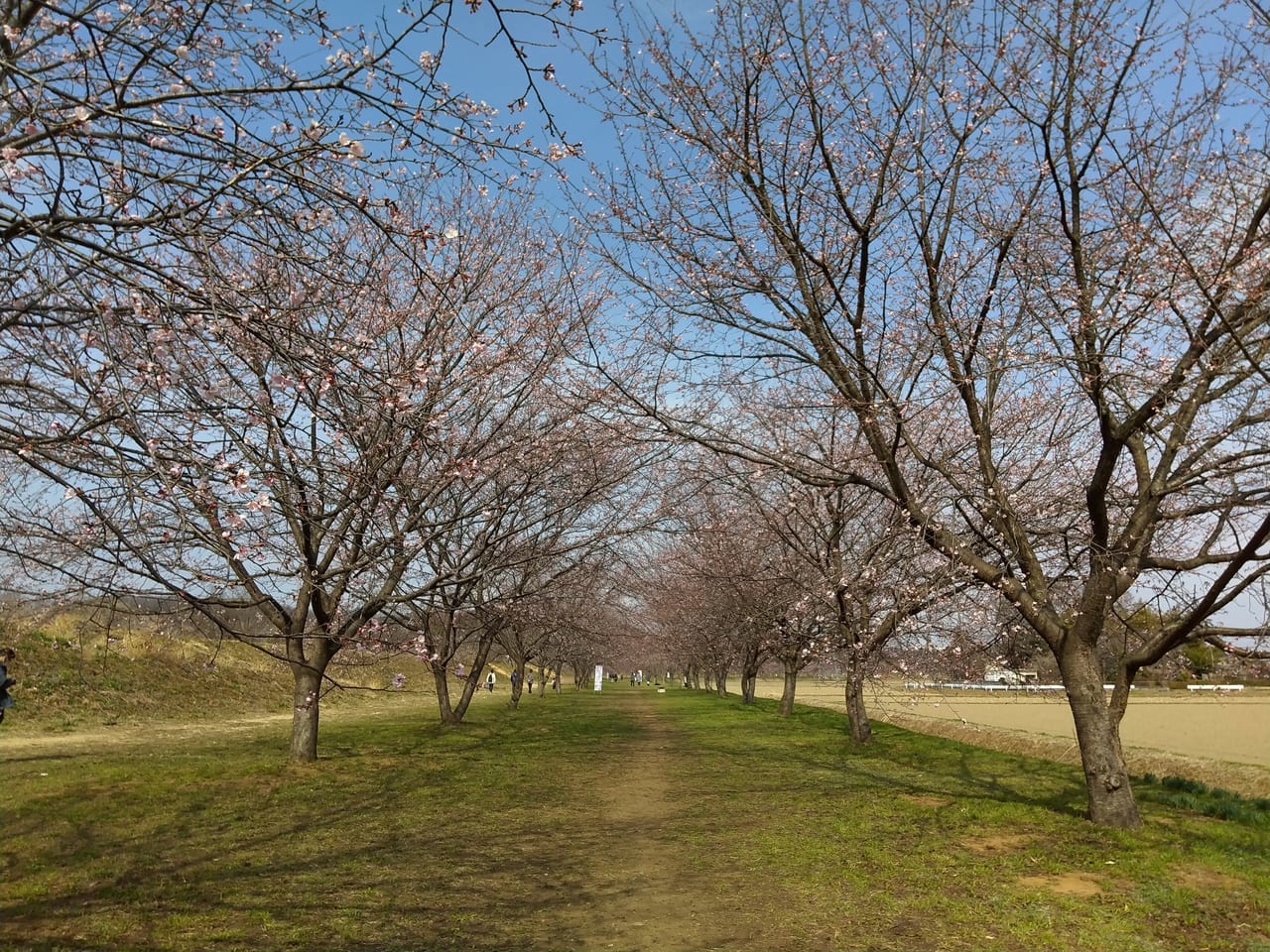 北浅羽桜堤公園の桜並木