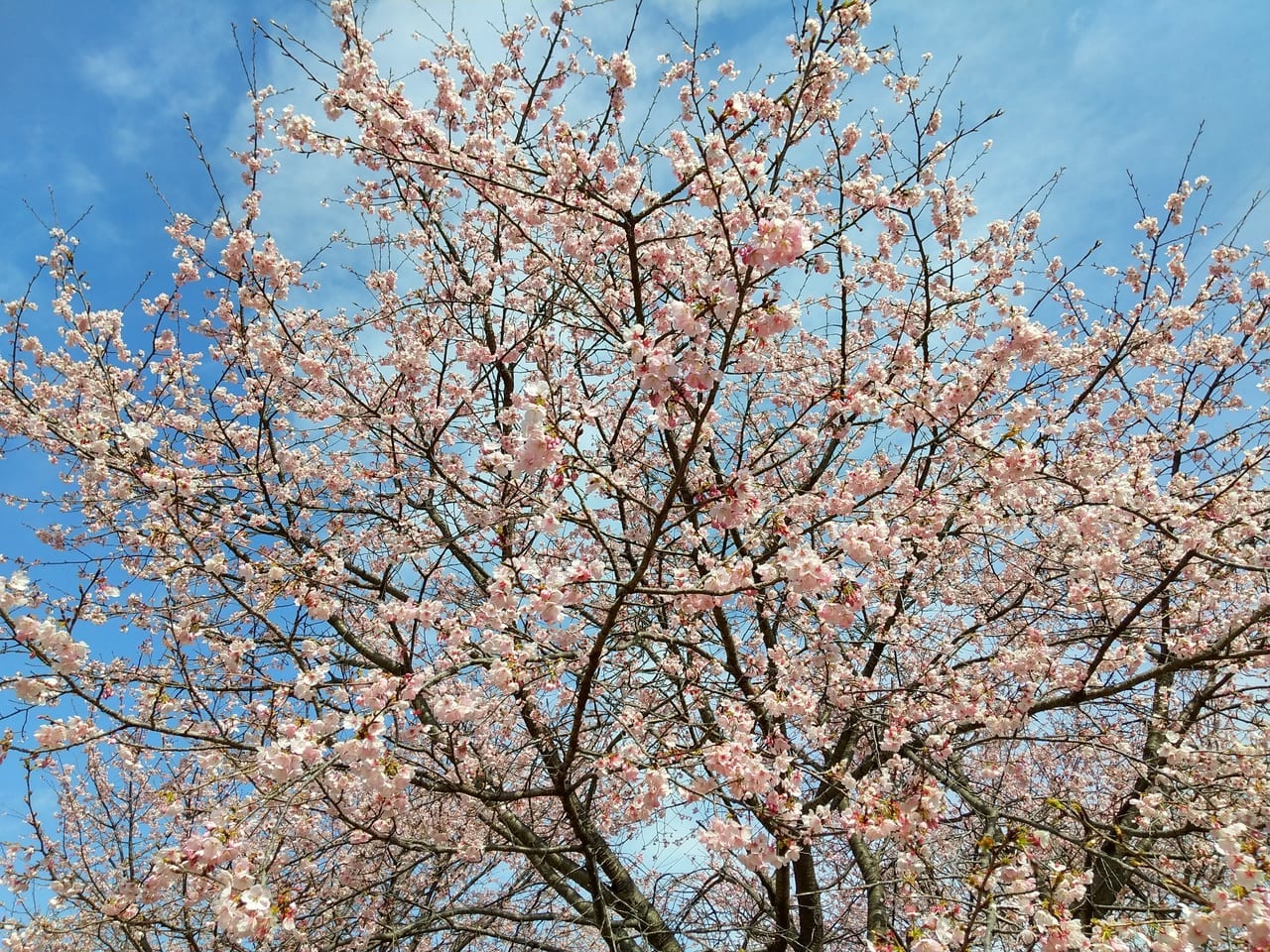 2021年3月16日(火)の北浅羽桜堤公園の安行寒桜