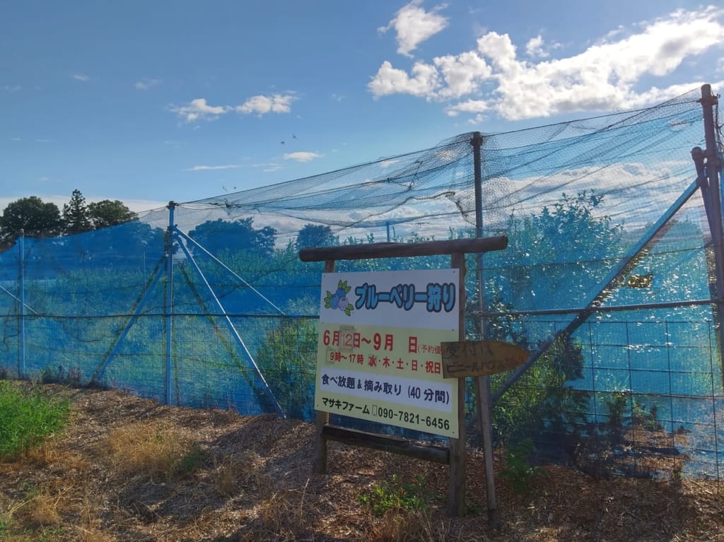 マサキファームのブルーベリー農園