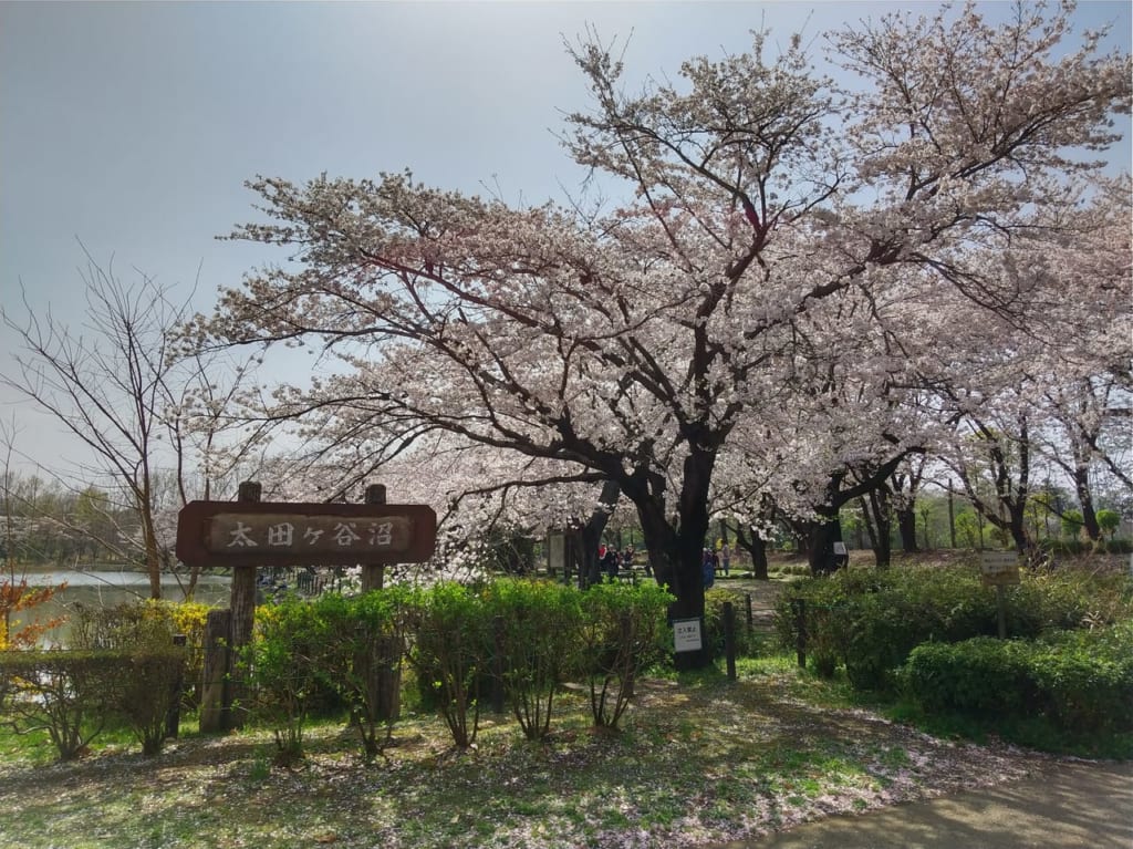 鶴ヶ島市運動公園の桜