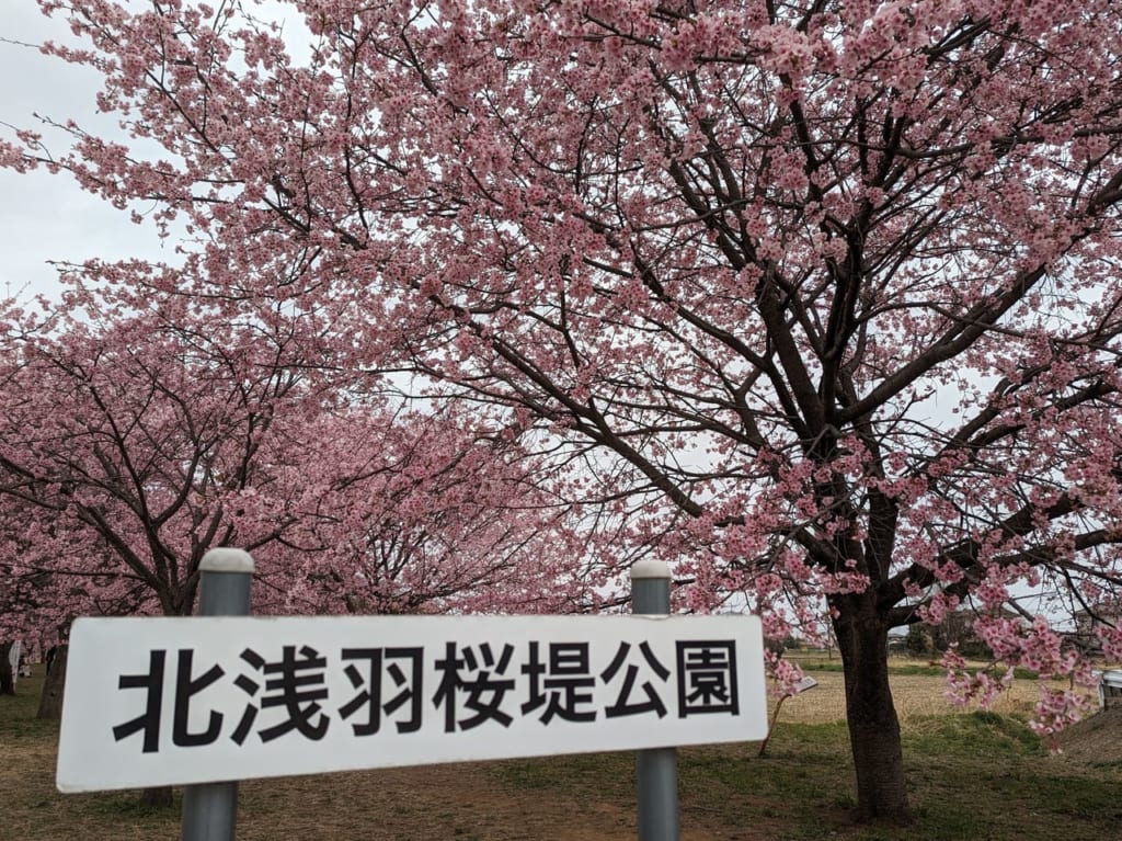 北浅羽桜堤公園